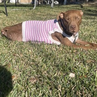 OPAL - Mixed Breed (Medium) / Retriever, Labrador available for adoption