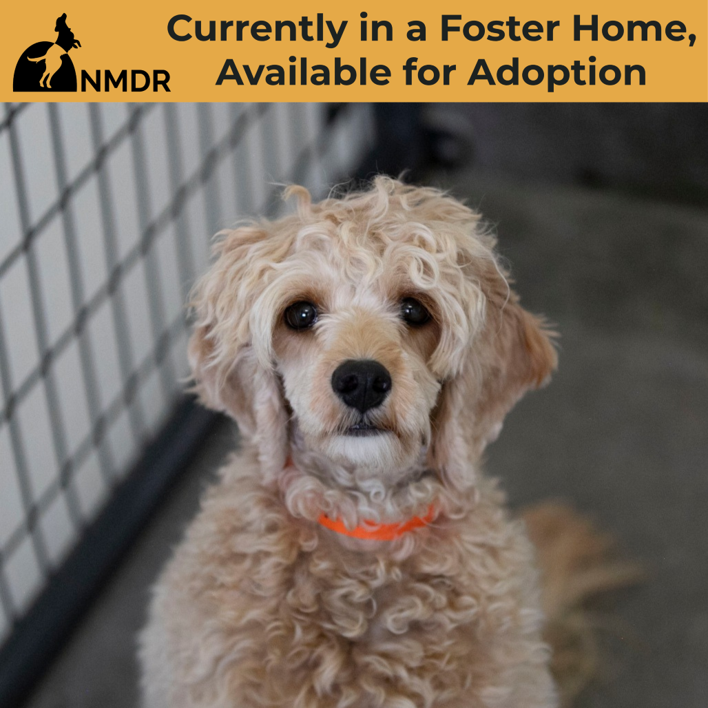 OLLIE POP (AG26-179) - Spaniel, Cavalier King Charles / Poodle, Miniature available for adoption