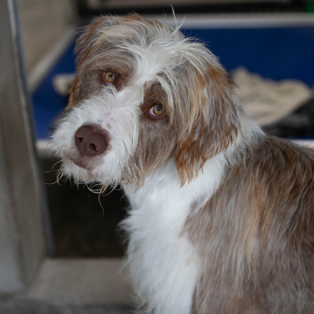 JAMESY (AG26-213) - Poodle, Standard / Mix available for adoption
