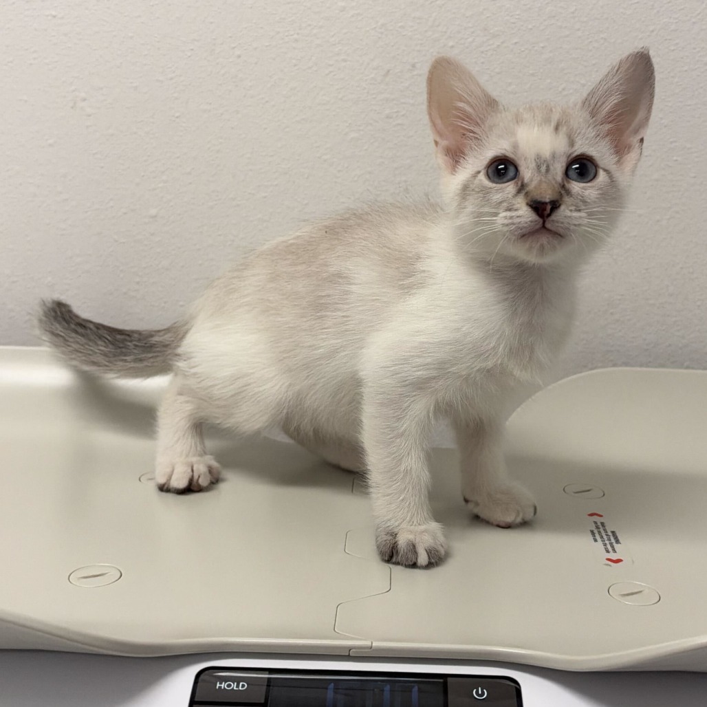 ATHENA A4 - Domestic Shorthair available for adoption