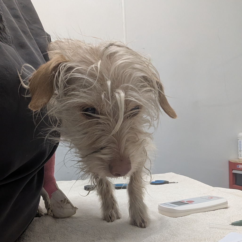 Cheer — thumbnail 2