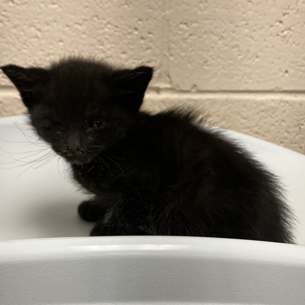 BALBOA - Domestic Shorthair available for adoption