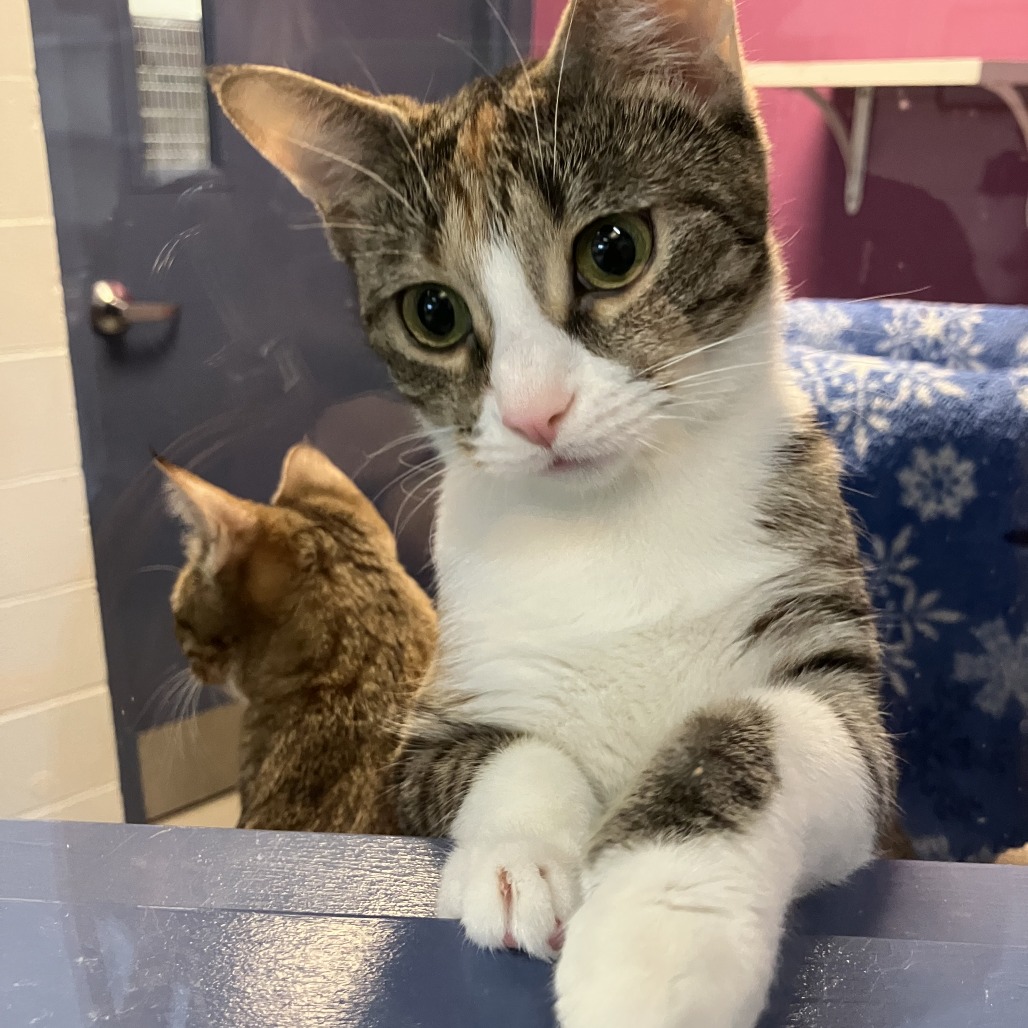 Photo of Canberra and Havana 6