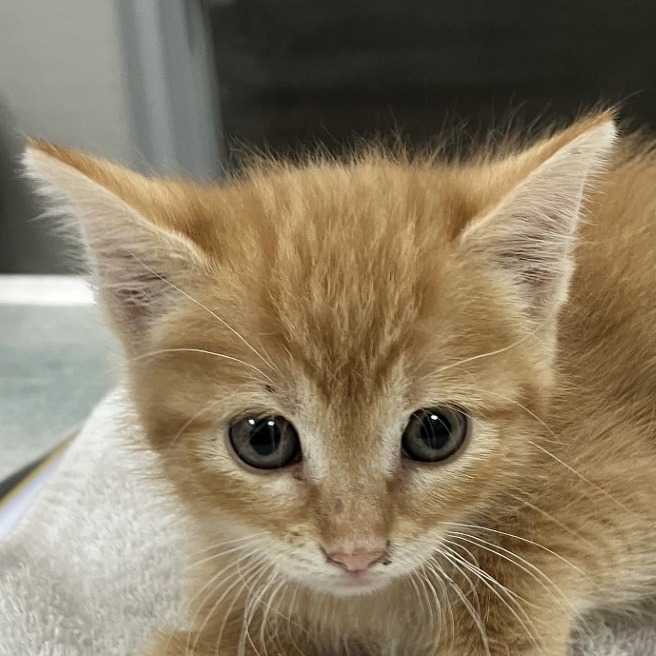 KOURTNEY - Domestic Shorthair available for adoption