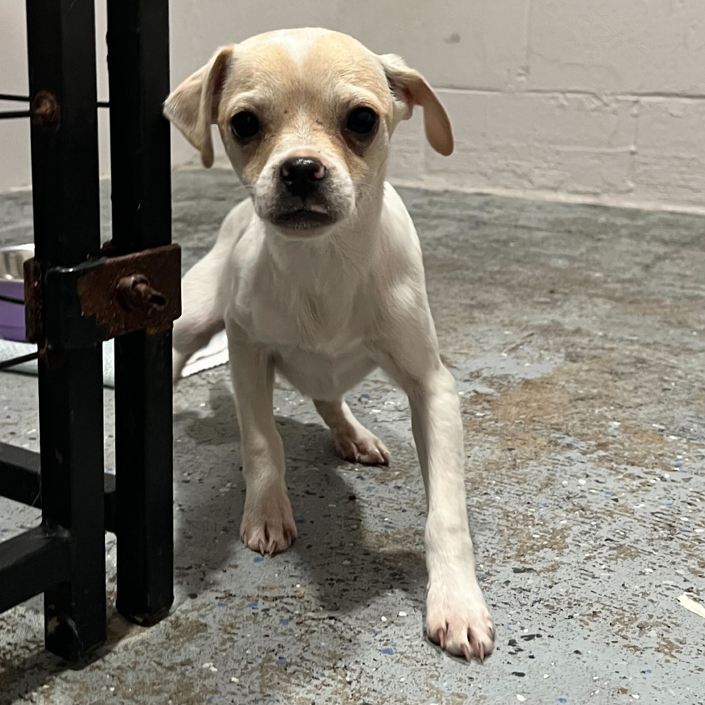 Corona — thumbnail 2