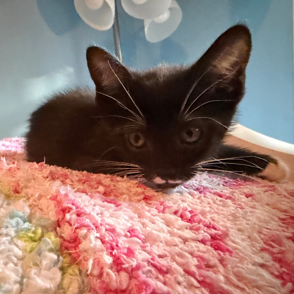 Pixel, photo 6
