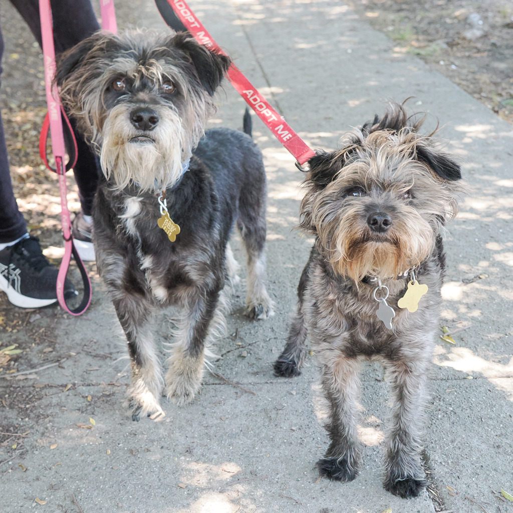 LEROY BROWN bonded to STEVEN, photo 5