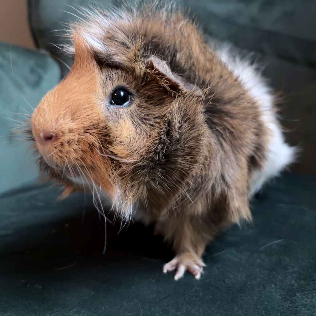 Lord Piggington--In Foster, photo 5