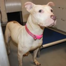 Photo of Priscilla"Prissy"