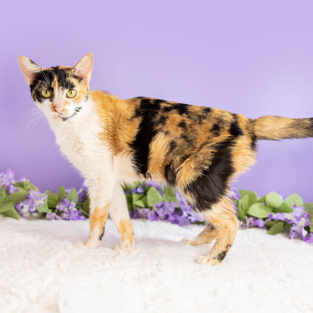 Cassie — thumbnail 4