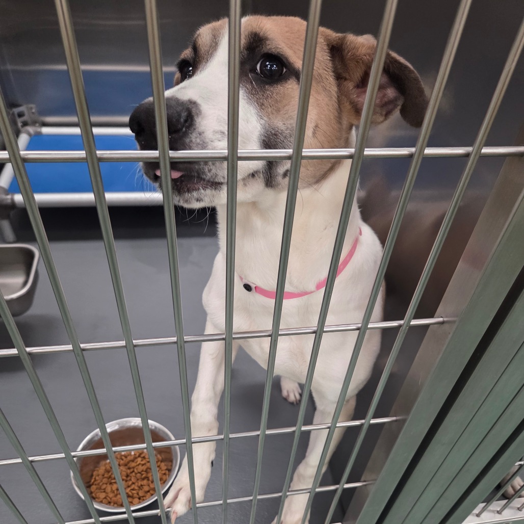 Queenie — thumbnail 5