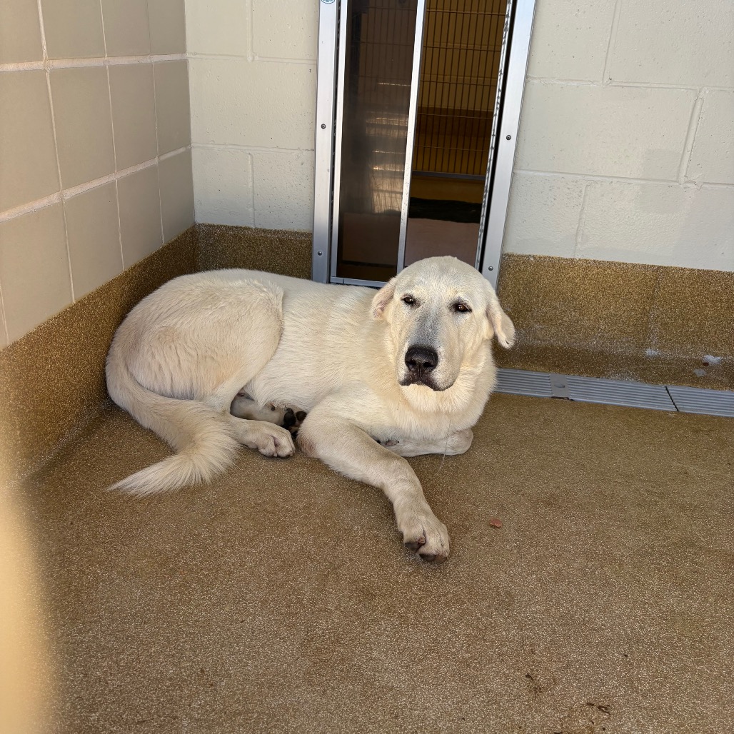 DAMON - Pyrenees, Great / Mixed Breed (Large) available for adoption