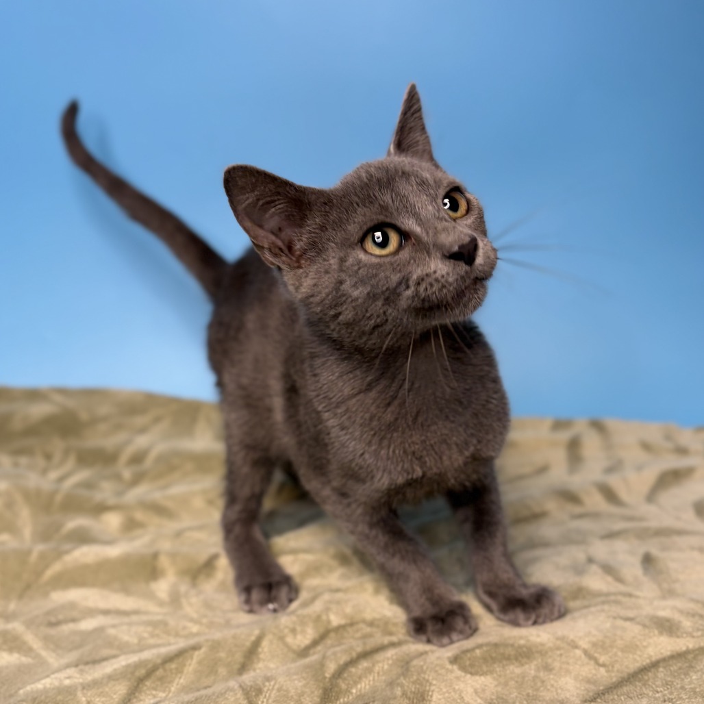 FLETCHER - Domestic Shorthair available for adoption