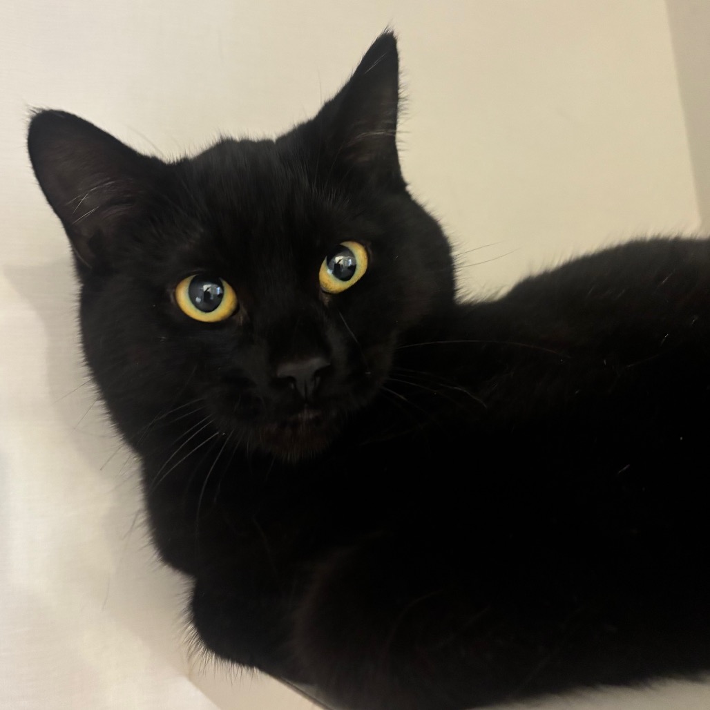 Noel - Domestic Shorthair