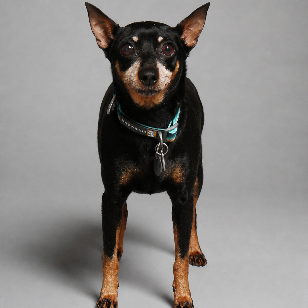 Zoey, photo 8