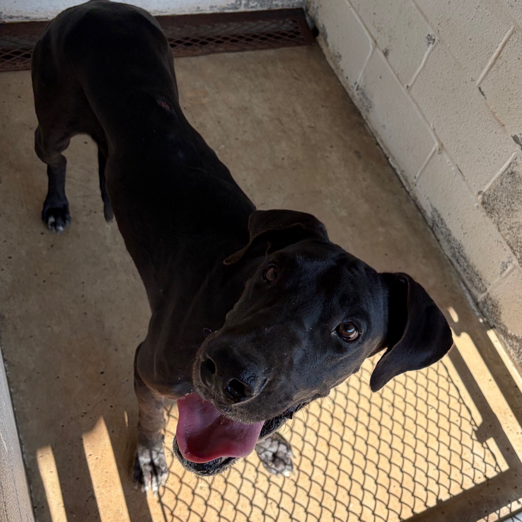 ARMANDO - Great Dane available for adoption