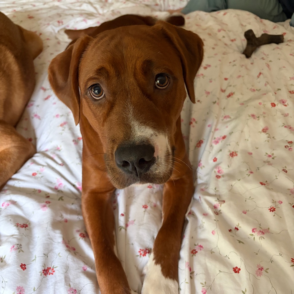 DREX - Retriever, Labrador / Coonhound, Redbone available for adoption