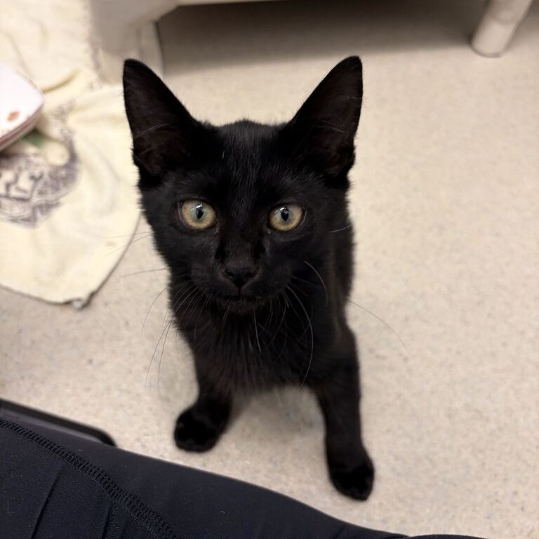 TOOTHLESS - Domestic Shorthair available for adoption