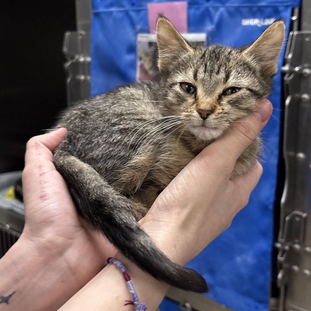 Fluttershy — thumbnail 3