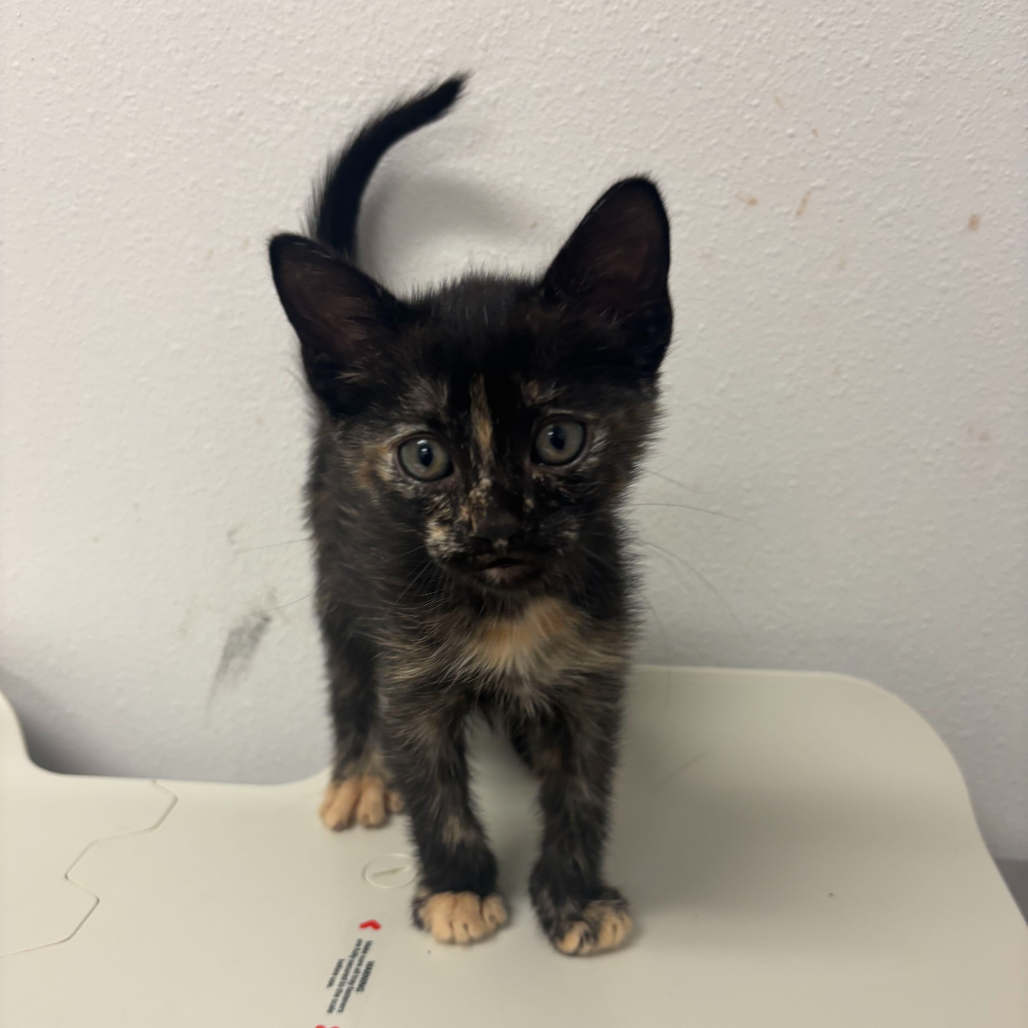 Monet, available for adoption at PVAS
