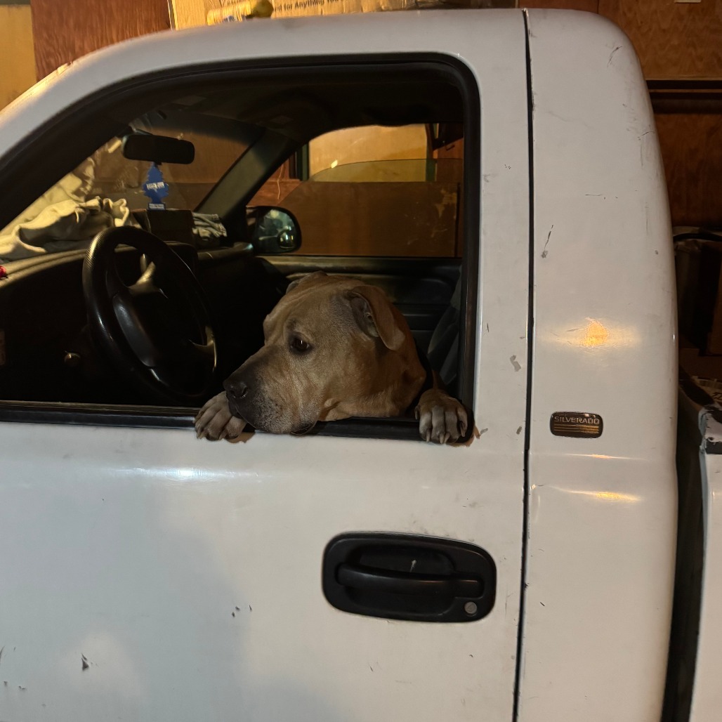 Sampson, photo 18