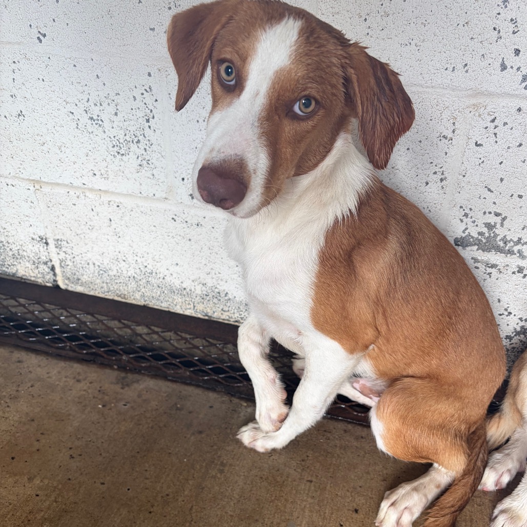 EACS-STRAY-199678 - Retriever / Labrador available for adoption