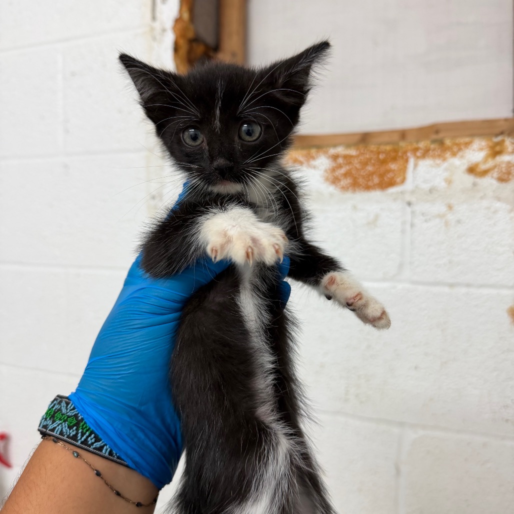 Photo of Penn, available for adoption at PVAS