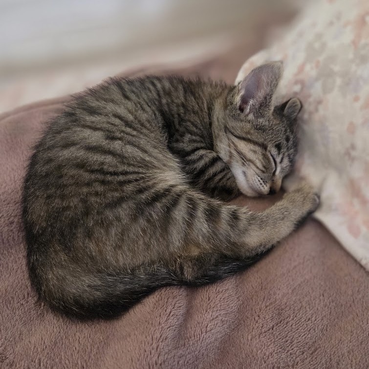 Figgy, photo 4