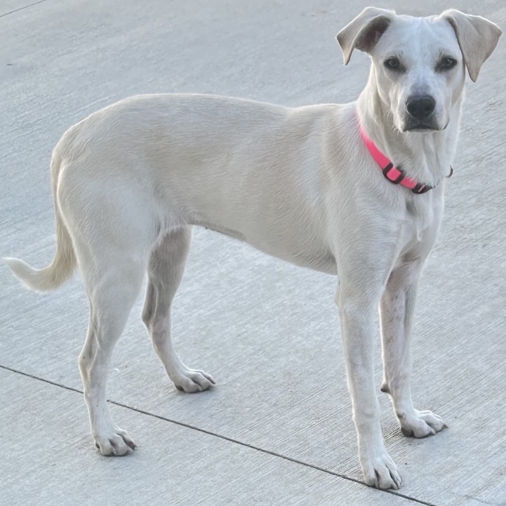 Adoptable Dogs — Rescue Network