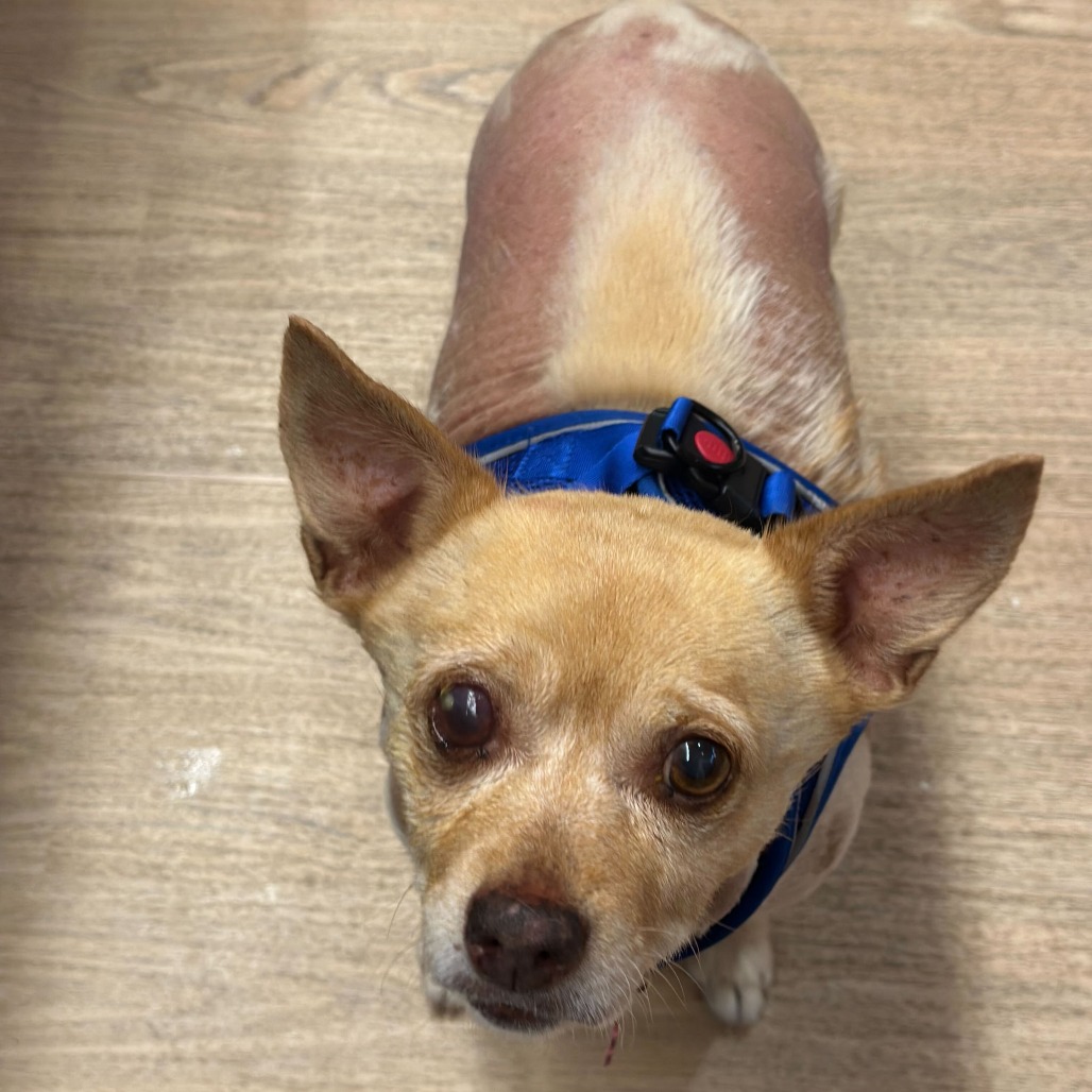 Gloss 13598 — thumbnail 2