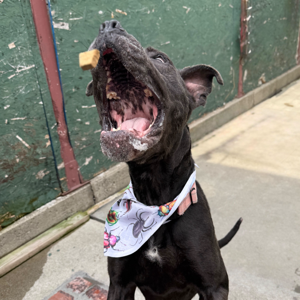 Bleu — thumbnail 3