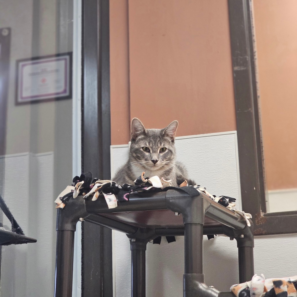 Ohfer — thumbnail 3