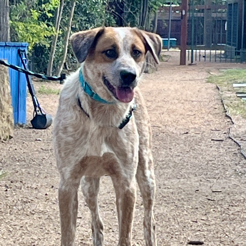 MORPHE - Cattle Dog / Australian (Red Heeler) available for adoption