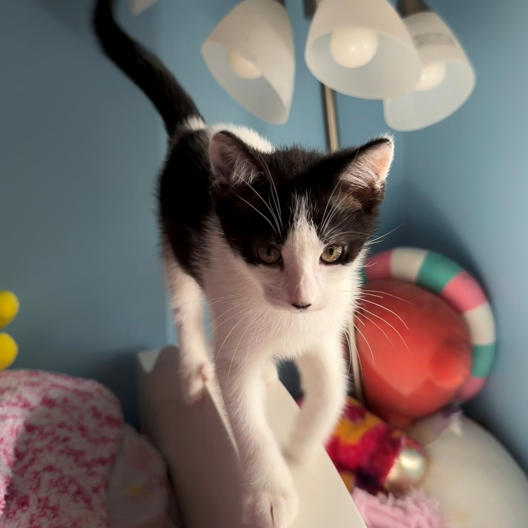 Moo, photo 4