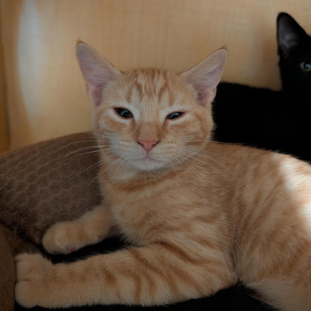 SUNKIST - Domestic Shorthair available for adoption