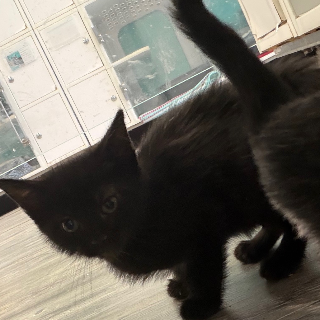 Ash, an adoptable cat at SPCA-BC
