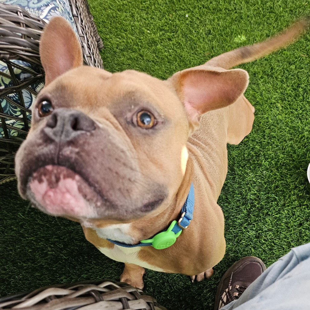 KRONKER - Mixed Breed (Medium) available for adoption
