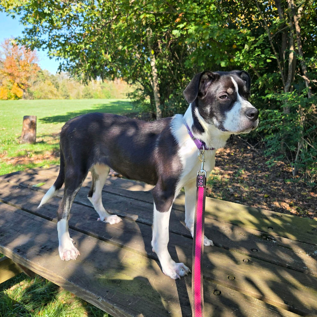 Taffy, photo 25