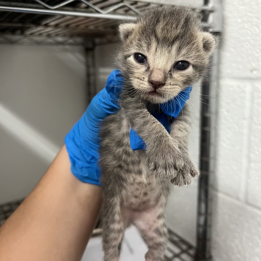 JIJI - Domestic Shorthair available for adoption