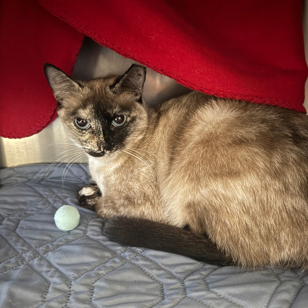 Coquette — thumbnail 4