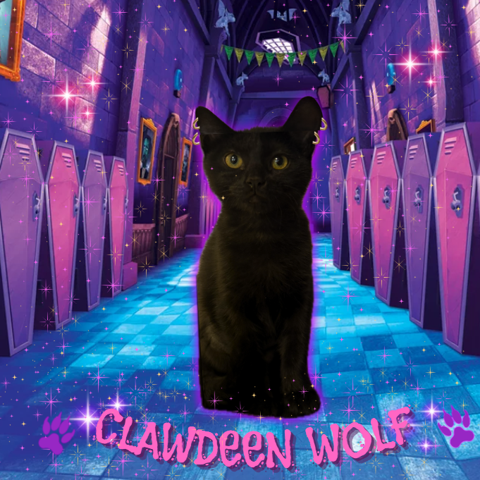 CLAWDEEN WOLF - Domestic Shorthair available for adoption