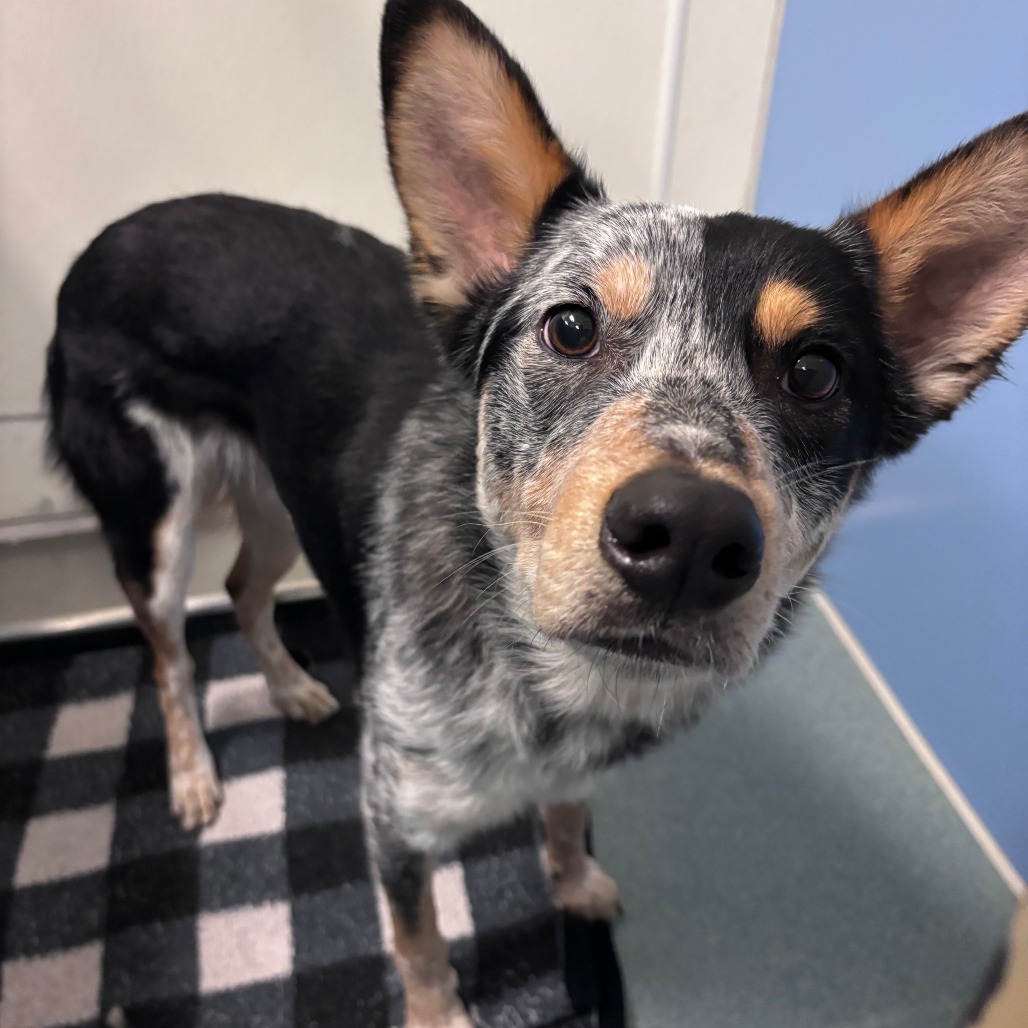 Blue (Samsung), available for adoption at PVAS