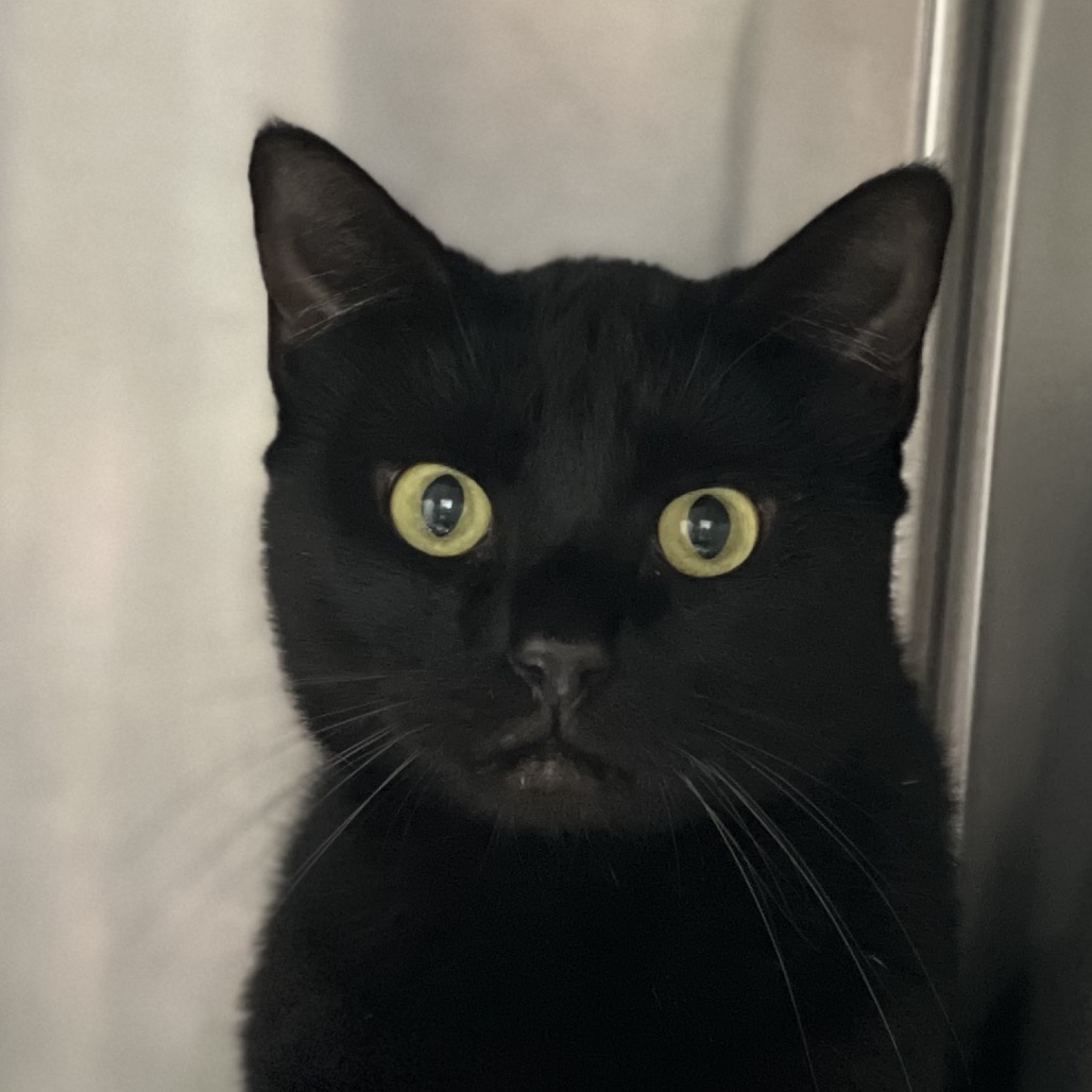 CAPTAIN GANTU (662868) - Domestic Shorthair available for adoption