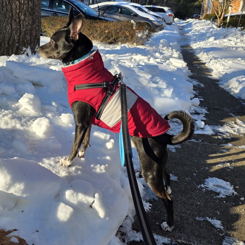 Jackson — thumbnail 4