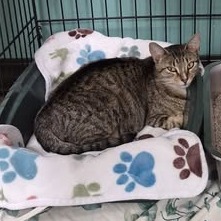 CANTALOUPE - Domestic Shorthair available for adoption