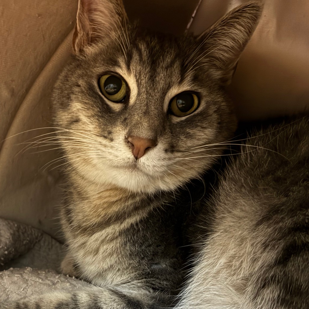 Meatball - Domestic Shorthair