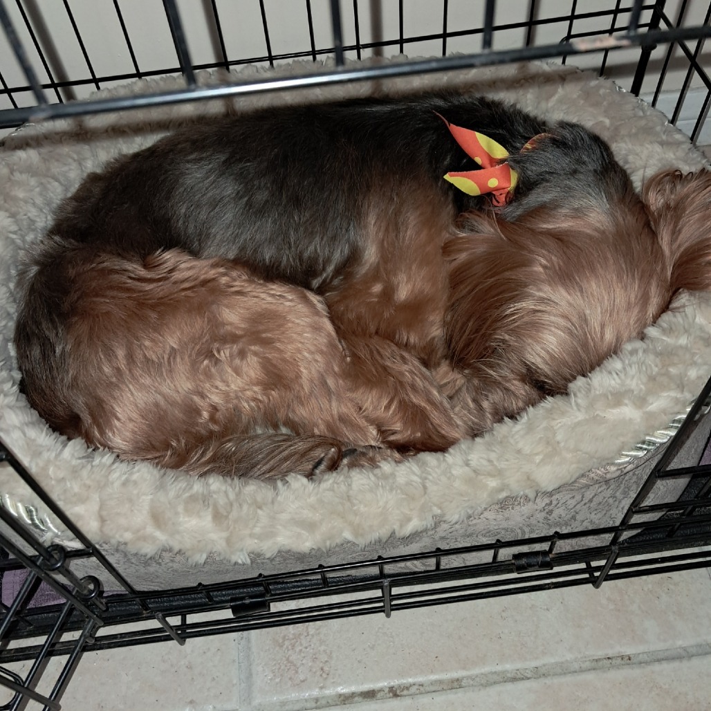 Chuey, photo 11