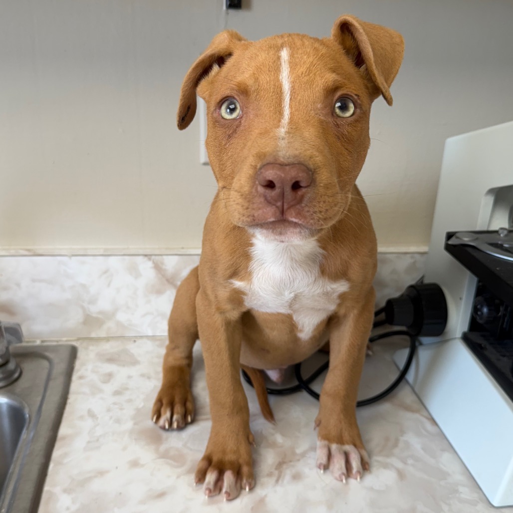 Tusc Stray 83736 2 3