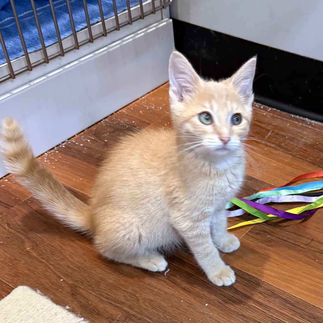 GRAHAM - Domestic Shorthair available for adoption