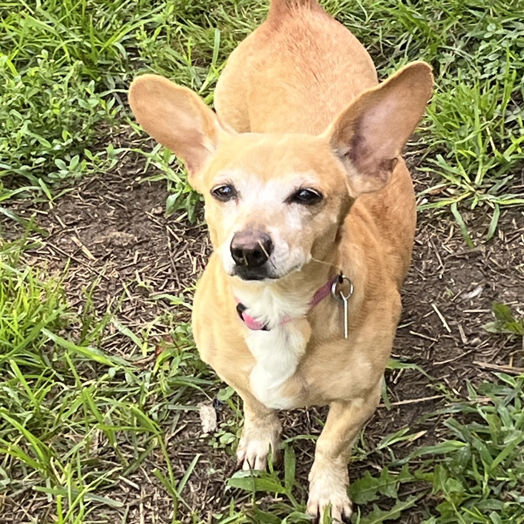 Pixie, photo 4